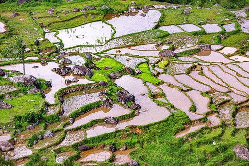 flooded terraced rice paddy fields, aerial photo, agriculture, flooded paddies, flooded rice field, flooded rice paddy, landscape, rice fields, rice paddies, tana toraja, terrace farming, terraced fields