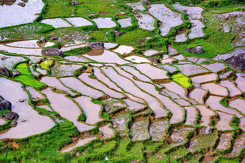 flooded terraced rice paddy fields detail, aerial photo, agriculture, flooded paddies, flooded rice field, flooded rice paddy, landscape, rice fields, rice paddies, rice paddy fields, tana toraja, terrace farming, terrace fields, terraced fields