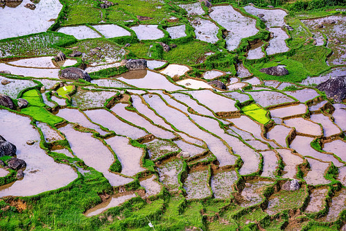 flooded terraced rice paddy fields detail, aerial photo, agriculture, flooded paddies, flooded rice field, flooded rice paddy, landscape, rice fields, rice paddies, tana toraja, terrace farming, terraced fields