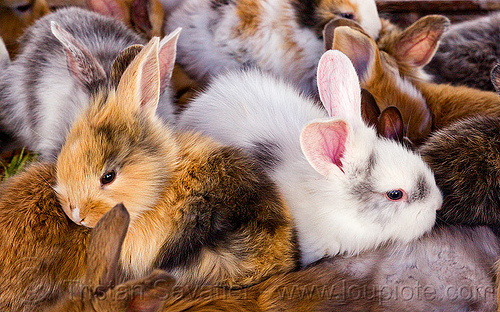 fluffy baby bunny rabbits, animal store, baby rabbit, bunnies, fluffy, fuzzy, indonesia, jogja, pet store, rabbits, yogyakarta