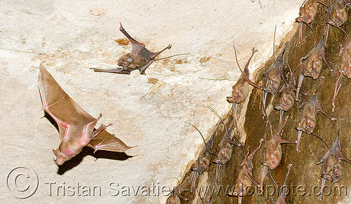 flying bat snapshot - gwalior palace (india), bat colony, bats, flying, gwalior, hanging, rhinopoma, wildlife