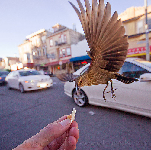 flying bird eating in my hand, bread crumb, eating, feeding, flying, hand, urban wildlife, wild bird