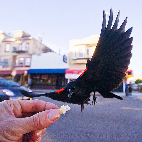 flying red-winged black bird catching food from my hand - agelaius phoeniceus gubernator, agelaius phoeniceus gubernator, bicolored blackbird, black bird, bread crumb, eating, feeding, flying, hand, red-winged blackbird, urban wildlife, wild bird