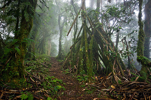 foggy trail in rainforest, bali, fog, foggy, forest, pura lempuyang, rainforest, temple, trees