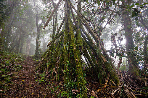 foggy trail in rainforest, bali, fog, foggy, forest, pura lempuyang, rainforest, temple, trees