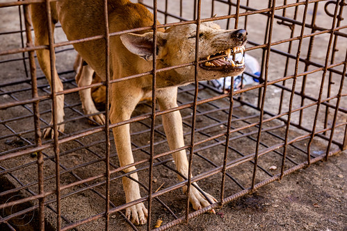 food dog biting cage, waiting to be slaughtered at dog meat market, biting, food dog, manado, meat market, metal cage