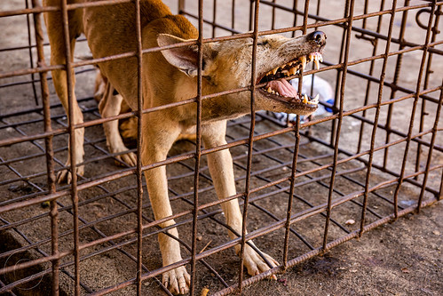 food dog biting cage, waiting to be slaughtered at dog meat market, food dog, manado, meat market, raw meat, sulawesi