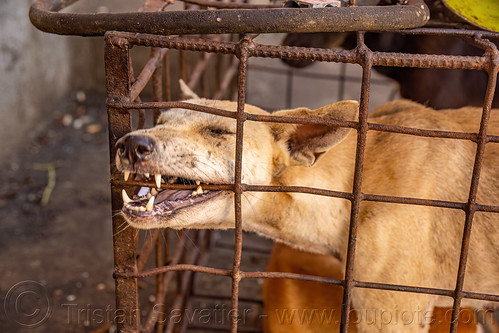 food dog biting cage, waiting to be slaughtered at dog meat market, biting, food dog, manado, metal cage