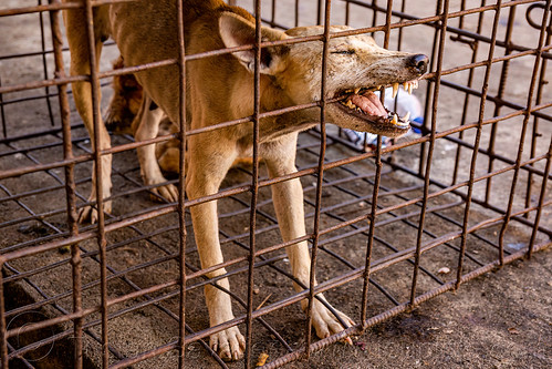 food dog biting cage, waiting to be slaughtered at dog meat market, biting, food dog, manado, meat market, raw meat