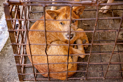 food dog in cage, waiting to be slaughtered at dog meat market, food dog, manado, meat market, raw meat, sulawesi