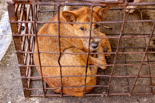food dog in cage, waiting to be slaughtered at dog meat market, food dog, manado, meat market, metal cage