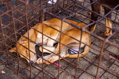 food dog sleeping in cage, waiting to be slaughtered at dog meat market, food dog, manado, meat market, raw meat, sulawesi