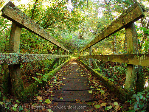 foot-bridge - mossy (steep ravine canyon, san francisco bay area), autumn, bridge, fall, fisheye, footbridge, forest, leaves, matt davis trail, moss, mossy, mount tamalpais, steep ravine, trees, vanishing point, wood