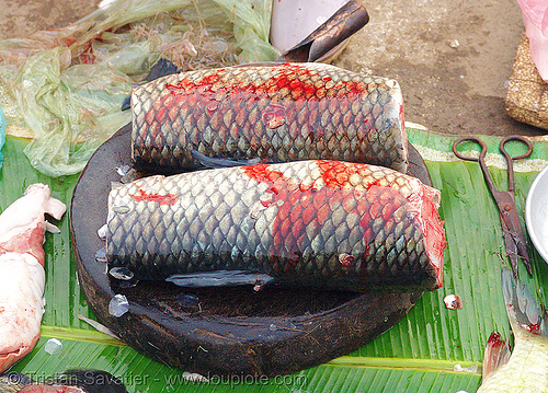 fresh fish at fish market (vietnam), cao bằng, fish market, fish scales, fishes, fresh fish, raw fish