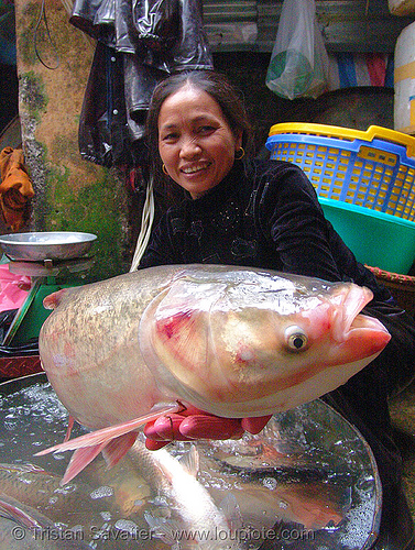 fresh fish - fish market - vietnam, asian woman, cho hang da market, fish market, food, fresh fish, hanoi, merchant, phồ hàng da, raw fish, seafood, vendor