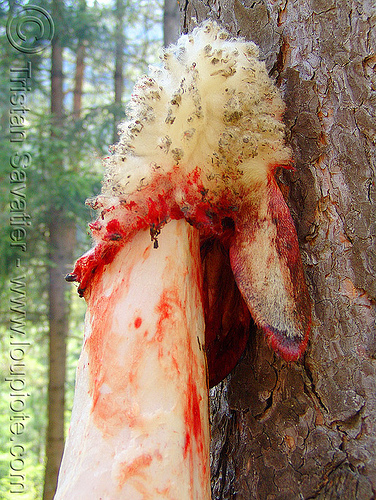 fresh-sheep-skin-with-ear - skinned (bulgaria), dead, sheep skin, skinned, българия