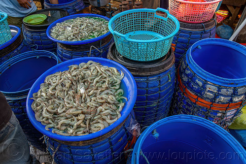 fresh shrimps in buckets - shrimp stand at fish market, fish market, seafood, shrimps, surabaya