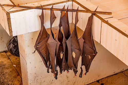 fruit bats wings hanging - bushmeat at meat market, bat meat, bat wings, black flying foxes, black fruit bats, bushmeat, hanging, manado, meat market, meat shop, pteropus alecto, raw meat, singed