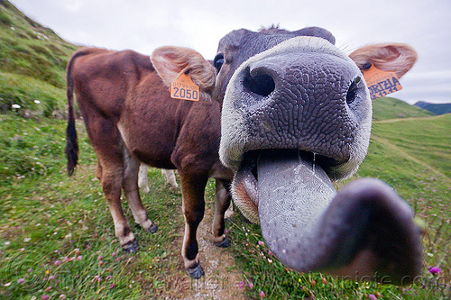 funny cow sticking tongue out, black nose, black snout, cow nose, cow snout, ear tags, grass field, grassland, nostrils, sticking out tongue, sticking tongue out