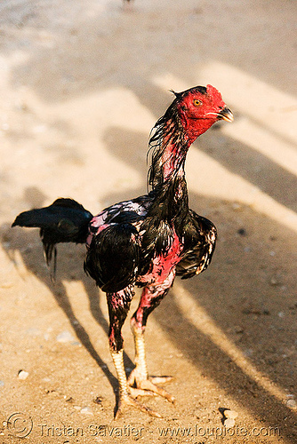 gamecock missing lots of feathers - cockfighting, bird, cock fight, cock-fighting, cockbirds, fighting rooster, gamecock, luang prabang, poultry, roosters