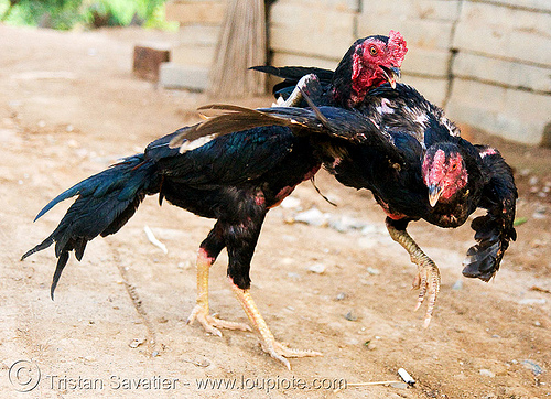 gamecocks - cockfighting - luang prabang (laos), birds, cock fight, cockbirds, cockfighting, fighting roosters, gamecocks, luang prabang, poultry