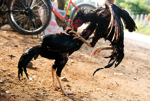 gamecocks - fighting roosters - luang prabang (laos), birds, cock fight, cock-fighting, cockbirds, fighting roosters, gamecocks, luang prabang, poultry
