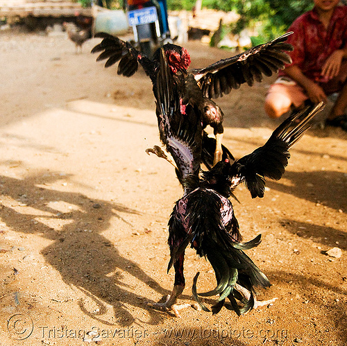 gamecocks - luang prabang (laos), birds, cock fight, cock-fighting, cockbirds, fighting roosters, gamecocks, luang prabang, poultry