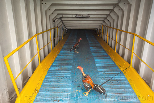 gamecocks on ferryboat ramp, birds, boat, cock-fighting, cockbirds, dharma ferry, ferryboat, fighting rooster, poultry, roosters, ship