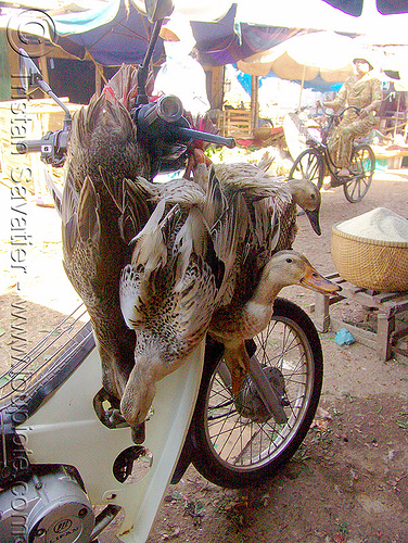 geese on a scooter - vietnam, birds, geese, poultry, underbone motorcycle