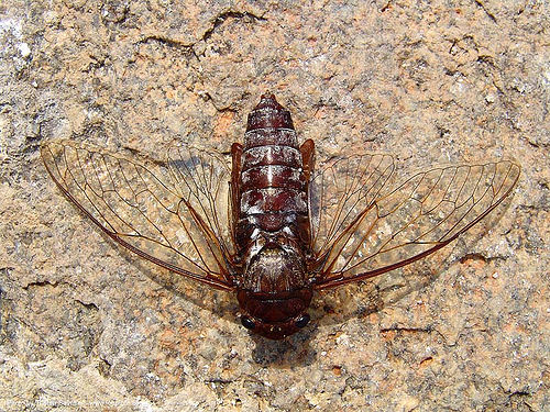 giant cicada - thailand, dead, giant cicada, hot springs, insect, pai, wildlife