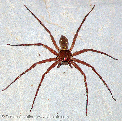 giant crab spider - huntsman spider (vietnam), araneomorphae, cat ba island, cave spider, caving, closeup, cát bà, giant crab spider, grotto, halong bay cave, heteropodidae, huntsman spider, natural cave, sparassidae, spelunking, troglobite, wildlife
