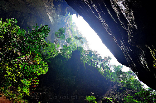 giant ferns at the mouth of deer cave - mulu (borneo), backlight, borneo, caryota no, cave mouth, caving, deer cave, ferns, fishtail palm, gunung mulu national park, jungle, malaysia, natural cave, plants, rain forest, spelunking, trees