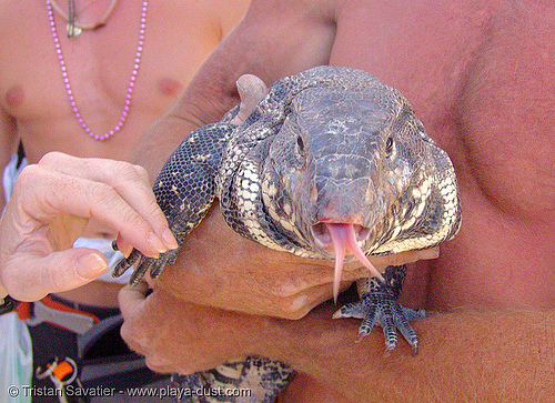 giant lizard, burning man, giant lizard, sticking out tongue, sticking tongue out