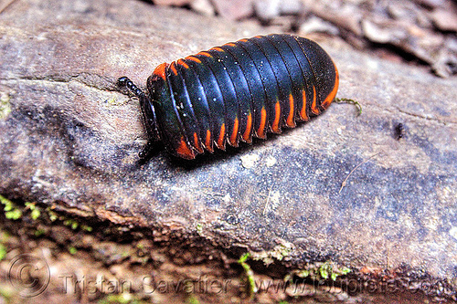 giant pill millipedes - sphaerotheriida - zephroniidae, arthropod, borneo, closeup, diplopoda, giant pill millipedes, gunung mulu national park, island, jungle, malaysia, myriapod, myriapoda, oniscomorpha, orange, paranota, plant, rain forest, red, southeast asia, sphaerotheriida, zephroniidae