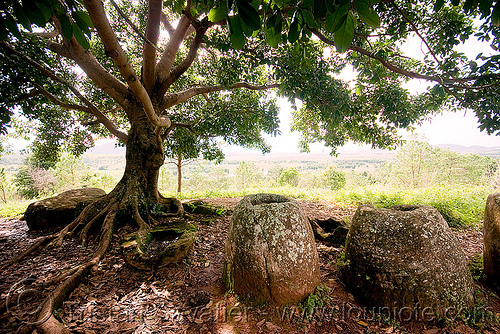 giant stone jars - plain of jars - site 2 - phonsavan (laos), archaeology, phonsavan, plain of jars, stone jars, tree