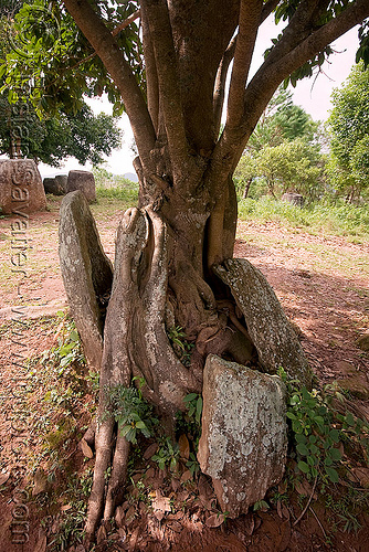 giant stone jars - plain of jars - site 3 - phonsavan (laos), archaeology, broken, phonsavan, plain of jars, stone jars, tree