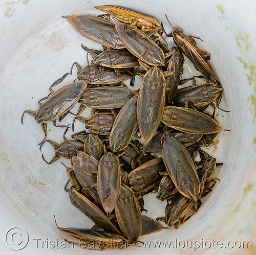 giant water bugs - lethocerus indicus - belostomatidae - edible insects (laos), belostomatidae, edible bugs, edible insects, entomophagy, food, giant water bugs, lethocerus indicus