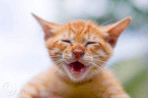 ginger kitten - baby cat face, borneo, close-up, ginger kitten, head, malaysia, snout, tabby cat, whiskers