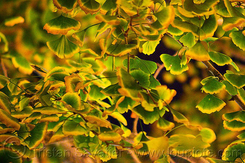 ginkgo biloba leaves, gingko biloba, ginkgo biloba, leaves, night, tree