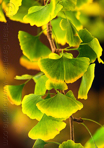 ginkgo biloba leaves, gingko biloba, ginkgo biloba, leaves, night, plants, tree