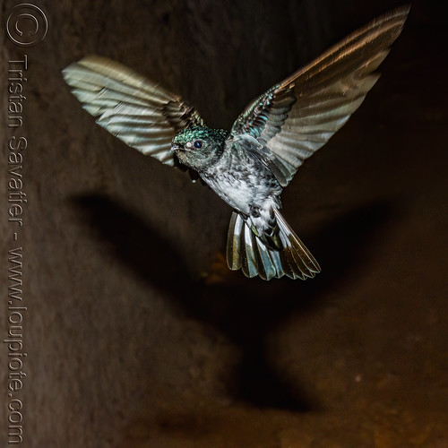 glossy swiftlet - collocalia esculenta, bird, collocalia esculenta, flying, glossy swiftlet, wildlife