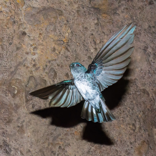 glossy swiftlet flying - collocalia esculenta, bird, collocalia esculenta, flying, glossy swiftlet, wildlife