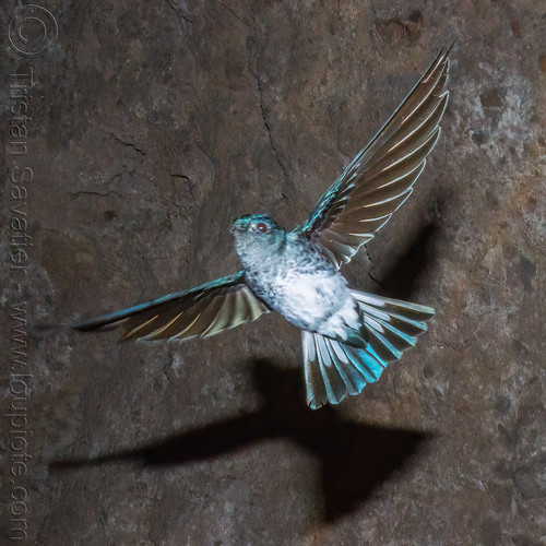 glossy swiftlet flying - collocalia esculenta, bird, collocalia esculenta, flying, glossy swiftlet, wildlife