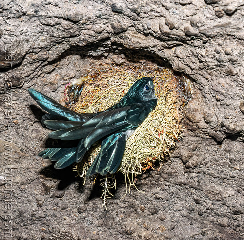 glossy swiftlet in nest - collocalia esculenta, bird nest, collocalia esculenta, glossy swiftlet, wildlife