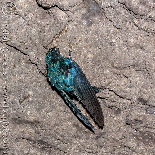 glossy swiftlet on cave ceiling - collocalia esculenta, bird, collocalia esculenta, glossy swiftlet, wildlife