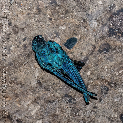 glossy swiftlet on cave ceiling - collocalia esculenta, bird, collocalia esculenta, glossy swiftlet, wildlife