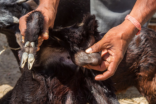 goat balls (india), cattle market, foot, goat, hands, man, west bengal