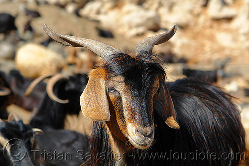 goat head - animal portrait (turkey country), goat head