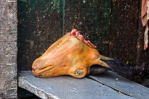 goat head in meat market - darjeeling (india), darjeeling, goat head, goat meat, meat market, meat shop, mutton, raw meat, severed head, singed, store