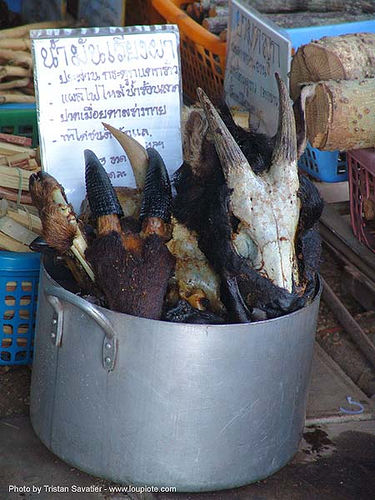 goat heads - thailand, goat heads, medicinal, nong khai, shaman, skulls